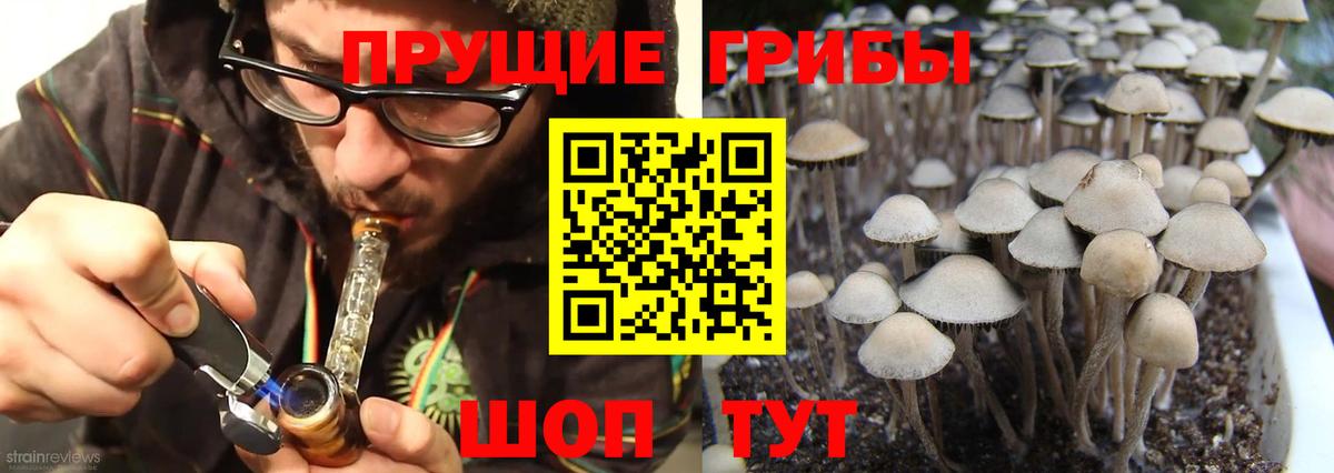 Псилоцибиновые грибы мицелий Осинники